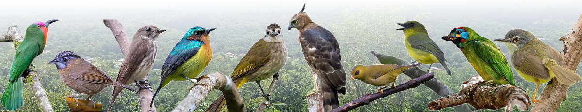 borders-birds-1