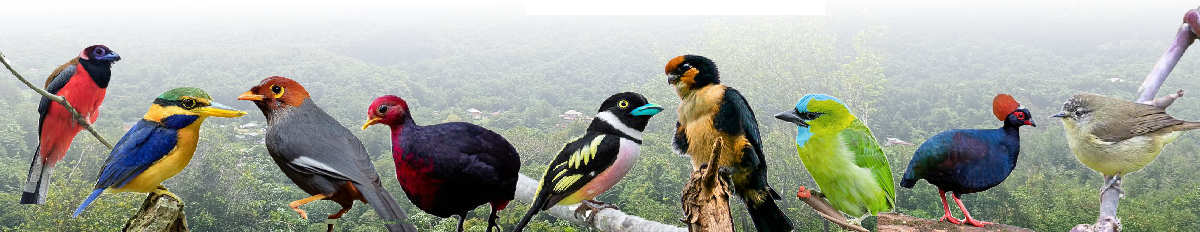 borders-birds-1